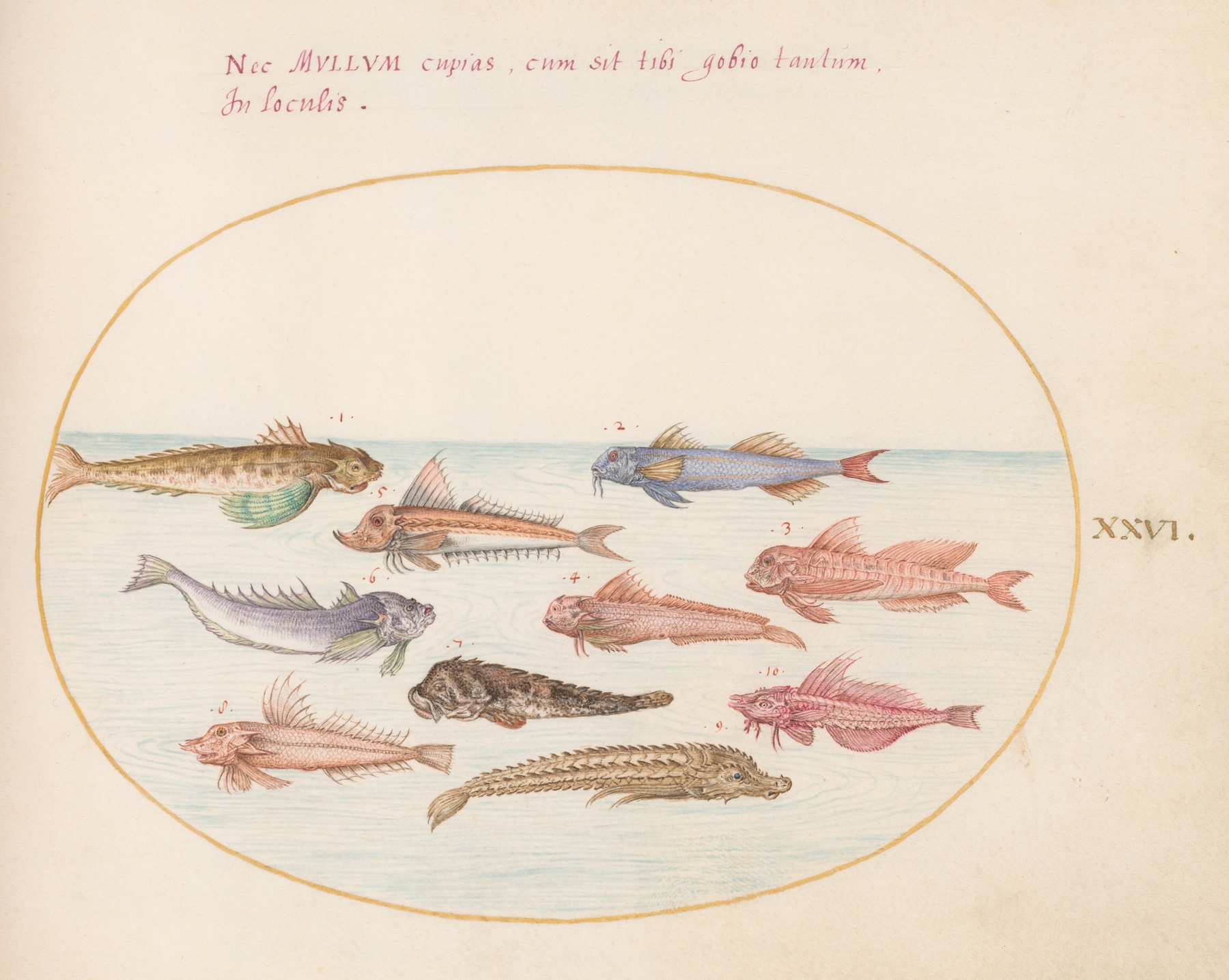 Plate 26; Gurnards, Dragonets, and Other Fish by Joris Hoefnagel