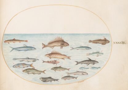 Plate 43; Fifteen Fish by Joris Hoefnagel