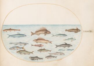 Plate 43; Fifteen Fish by Joris Hoefnagel