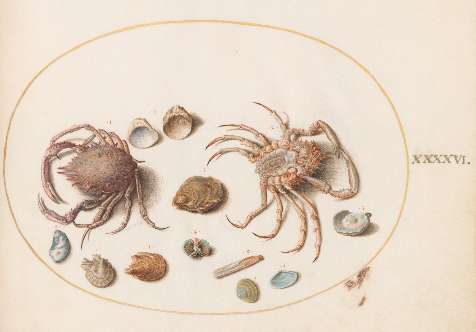 Plate 46; Two Crabs with Seashells by Joris Hoefnagel