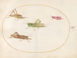 Plate 52; Four Grasshoppers by Joris Hoefnagel