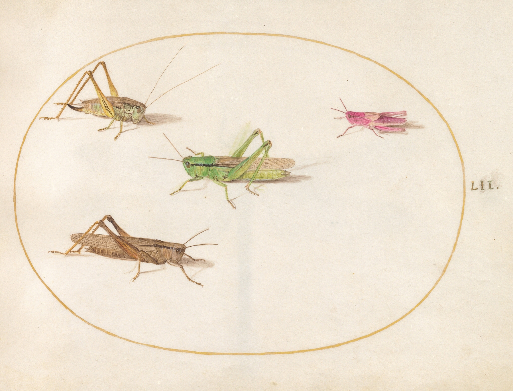 Plate 52; Four Grasshoppers by Joris Hoefnagel