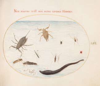 Plate 56; Water Scorpion, Water Measurer, Pond Skater, Red Water Mite, Leech, and Other Water Insects by Joris Hoefnagel