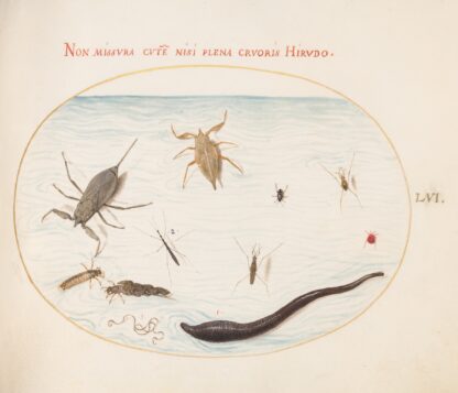 Plate 56; Water Scorpion, Water Measurer, Pond Skater, Red Water Mite, Leech, and Other Water Insects by Joris Hoefnagel