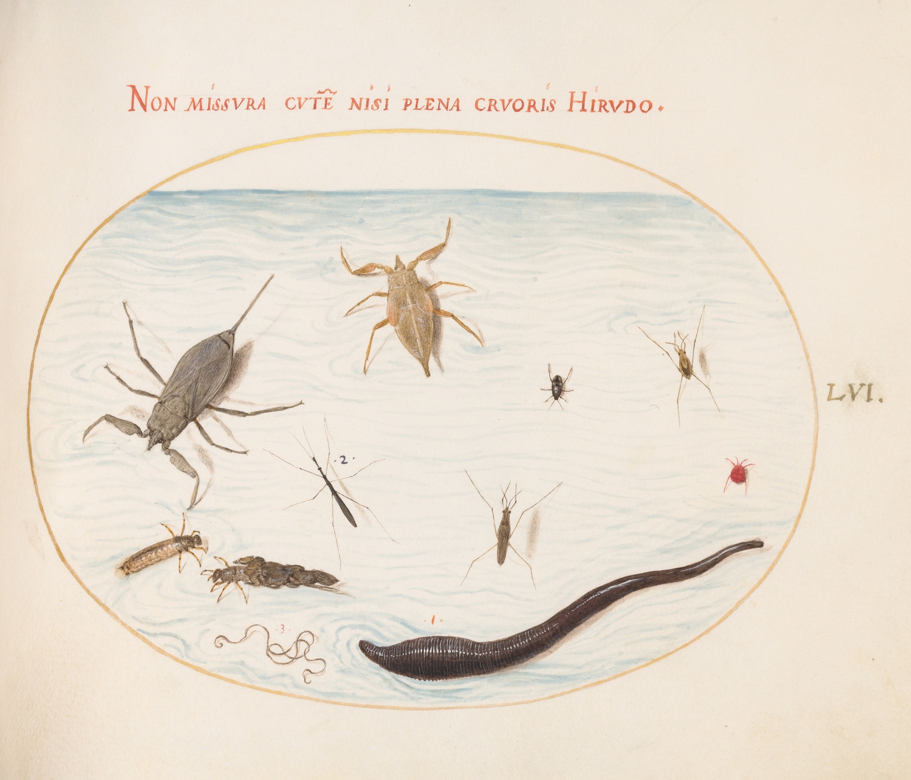 Plate 56; Water Scorpion, Water Measurer, Pond Skater, Red Water Mite, Leech, and Other Water Insects by Joris Hoefnagel