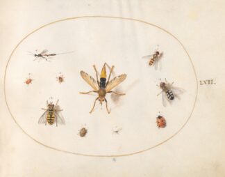 Plate 62; Ten Insects by Joris Hoefnagel