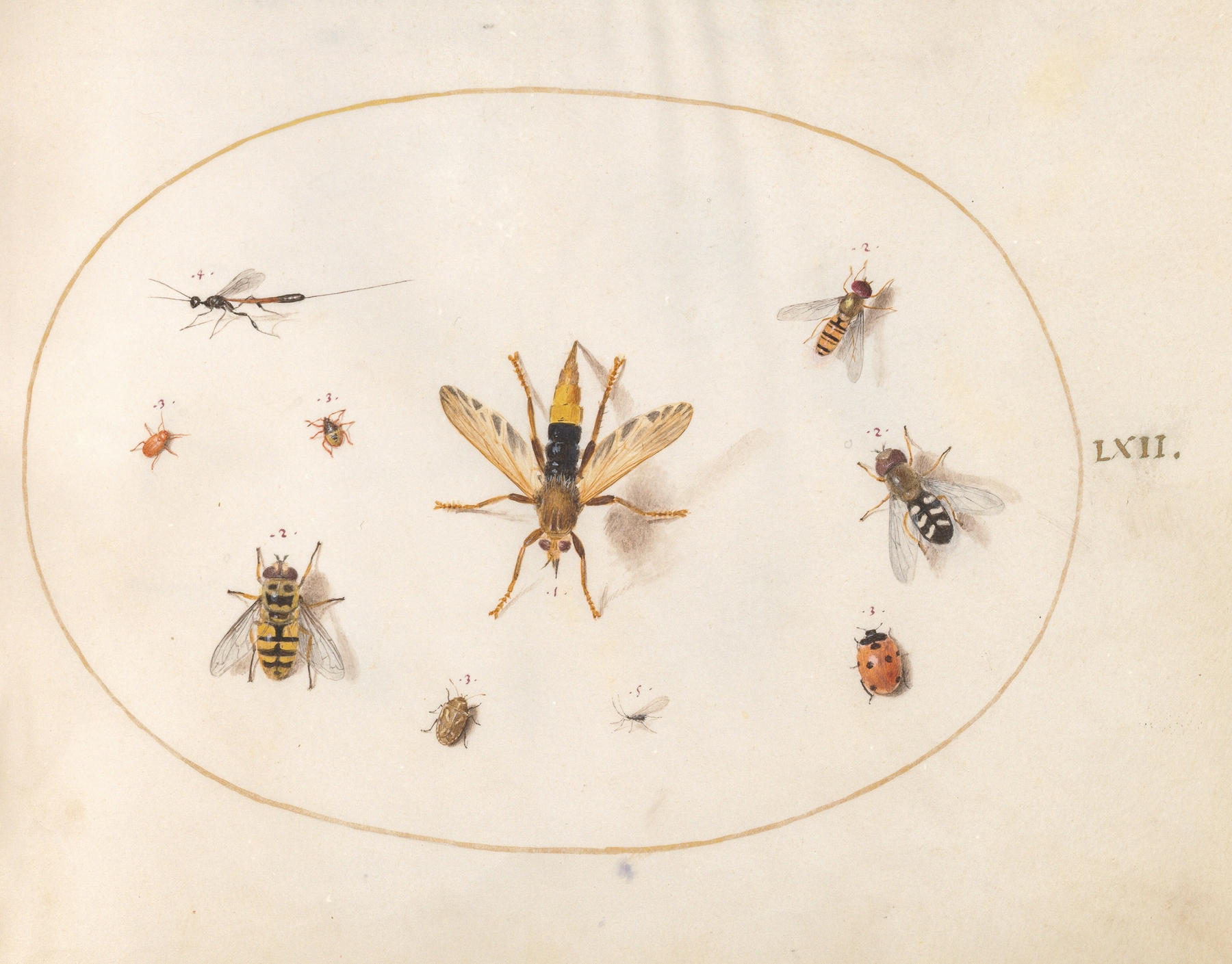Plate 62; Ten Insects by Joris Hoefnagel