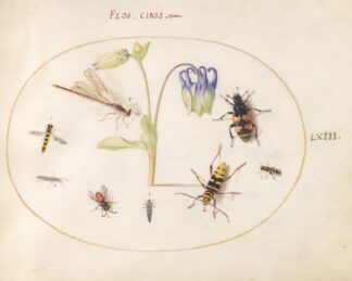 Plate 63; A Dragonfly, a Spotted Longhorn, a Sexton Beetle, and Other Insects with a Blue and White Columbine by Joris Hoefnagel