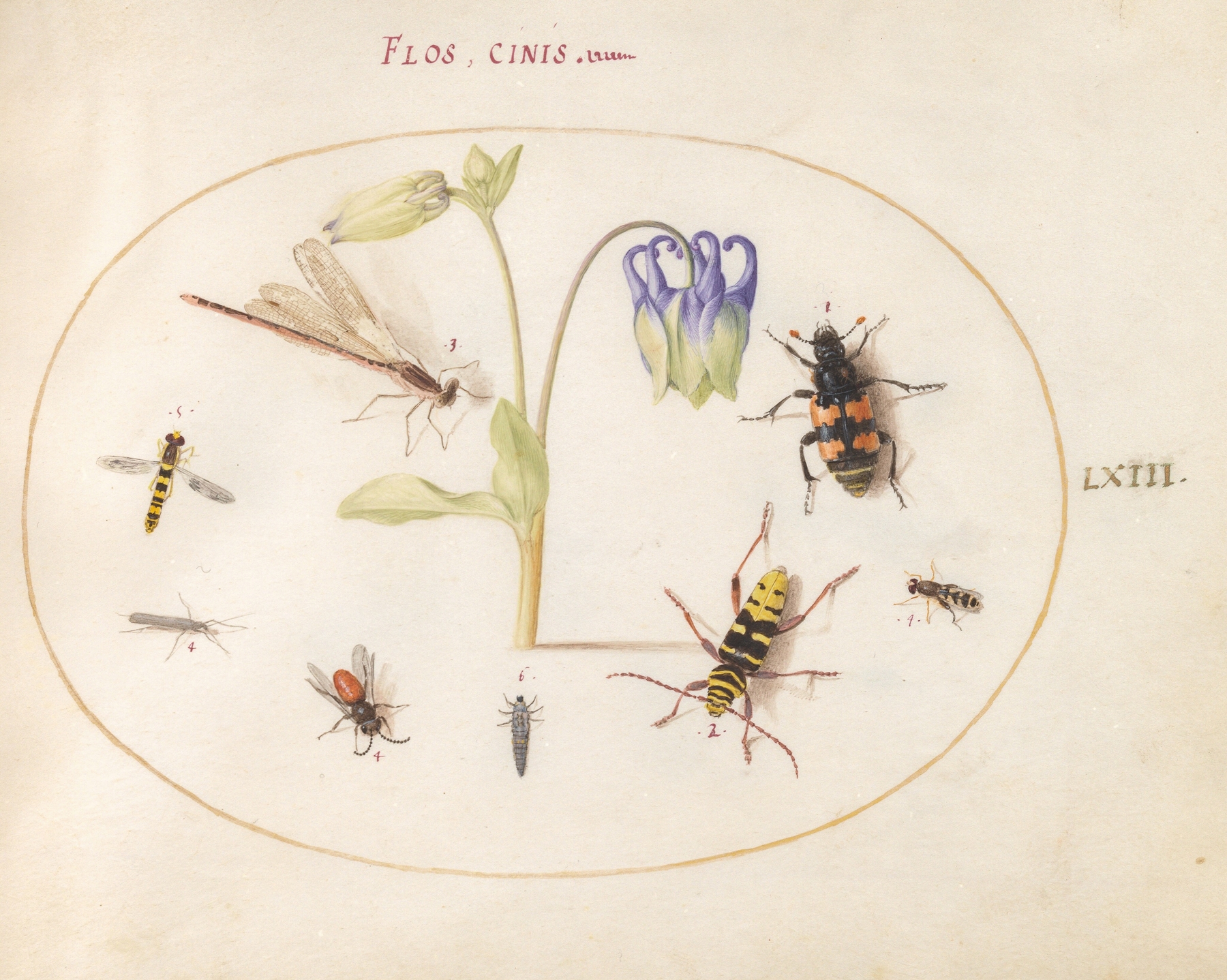 Plate 63; A Dragonfly, a Spotted Longhorn, a Sexton Beetle, and Other Insects with a Blue and White Columbine by Joris Hoefnagel
