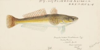 Platycephalus bassensis by Frank Edward Clarke