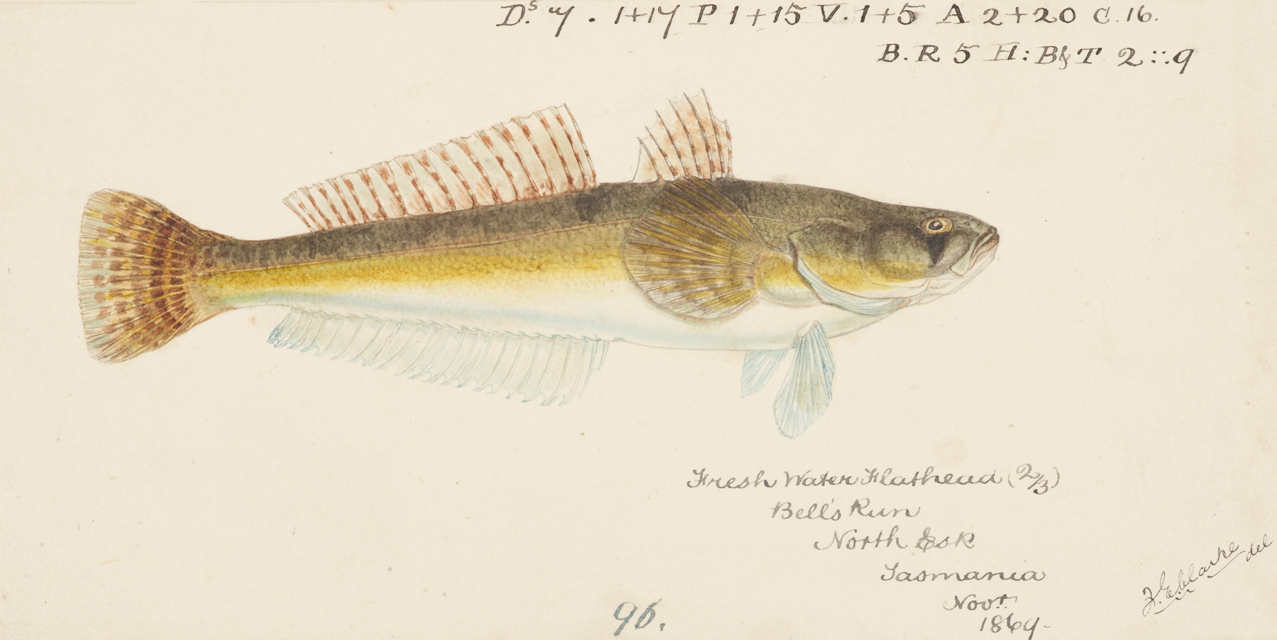 Platycephalus bassensis by Frank Edward Clarke