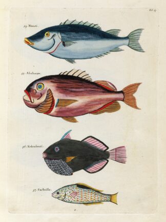 Poissons, ecrevisses et crabes, de diverses couleurs et figures extraordinaires.. Pl.017 by Louis Renard