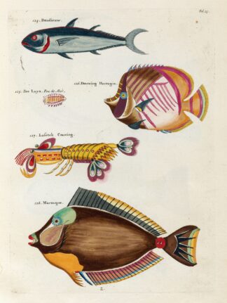 Poissons, ecrevisses et crabes, de diverses couleurs et figures extraordinaires.. Pl.023 by Louis Renard