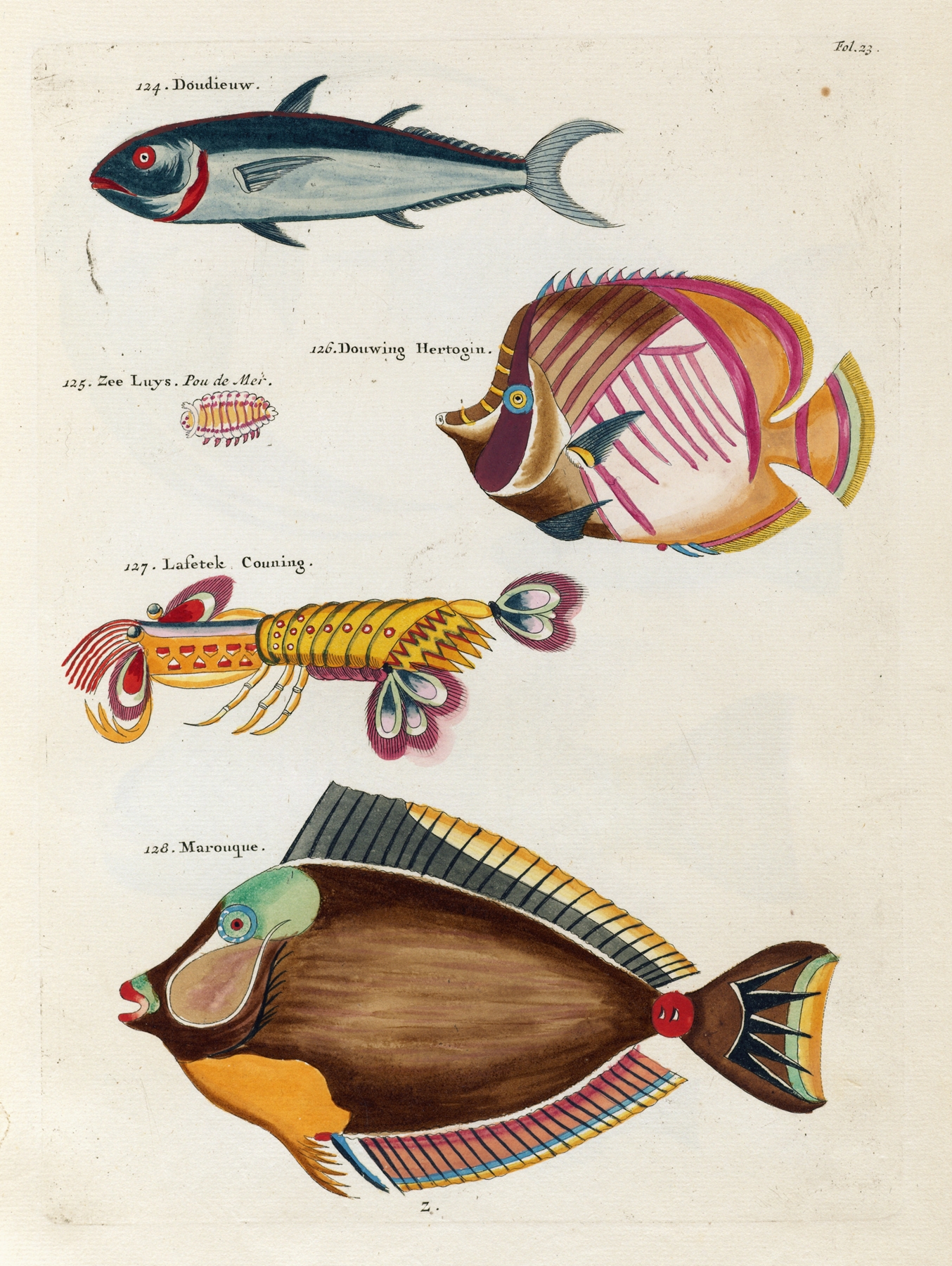 Poissons, ecrevisses et crabes, de diverses couleurs et figures extraordinaires.. Pl.023 by Louis Renard