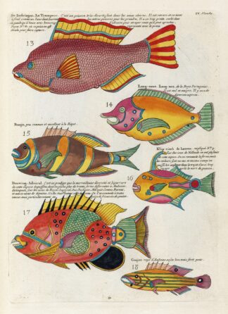 Poissons, ecrevisses et crabes, de diverses couleurs et figures extraordinaires.. Pl.047 by Louis Renard