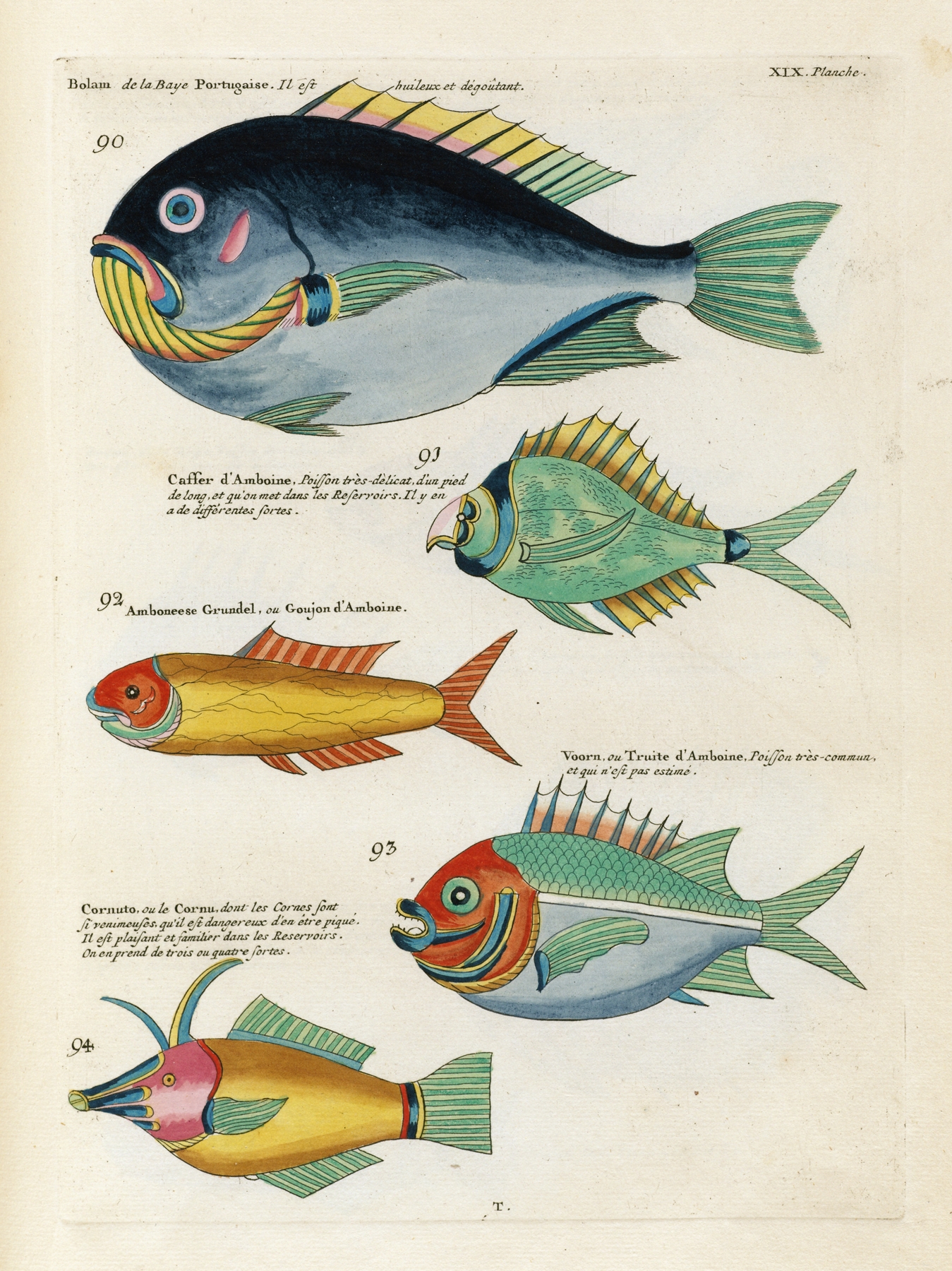 Poissons, ecrevisses et crabes, de diverses couleurs et figures extraordinaires.. Pl.062 by Louis Renard