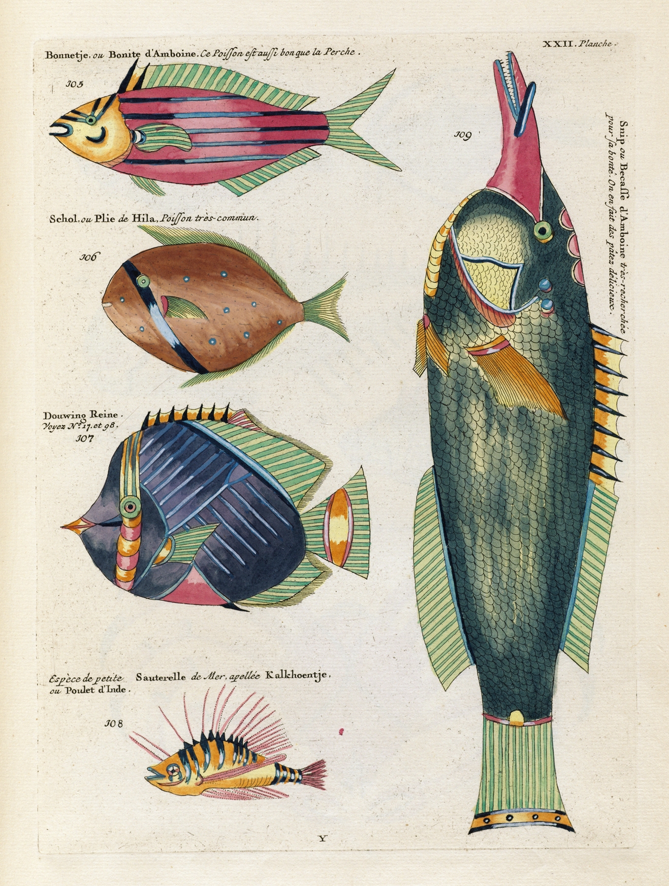 Poissons, ecrevisses et crabes, de diverses couleurs et figures extraordinaires.. Pl.065 by Louis Renard