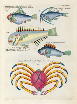 Poissons, ecrevisses et crabes, de diverses couleurs et figures extraordinaires.. Pl.066 by Louis Renard