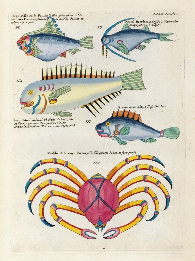 Poissons, ecrevisses et crabes, de diverses couleurs et figures extraordinaires.. Pl.066 by Louis Renard