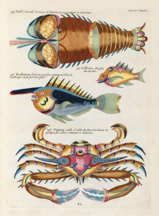 Poissons, ecrevisses et crabes, de diverses couleurs et figures extraordinaires.. Pl.090 by Louis Renard