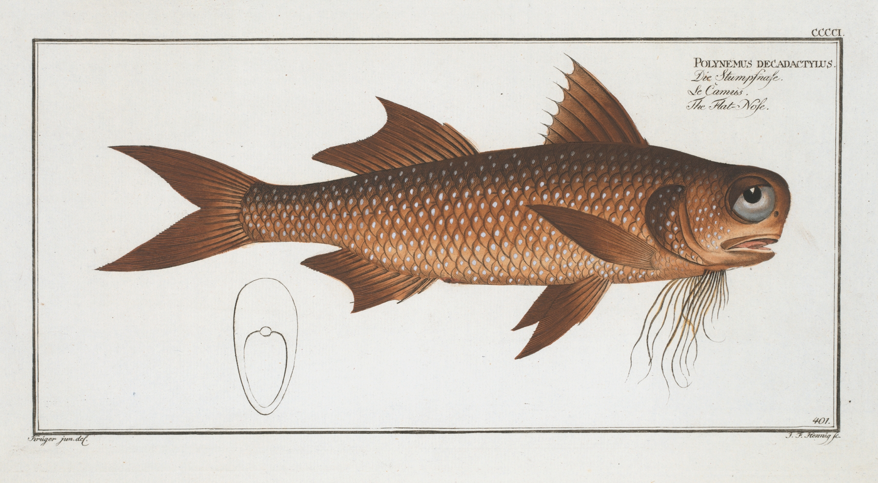 Polynemus decadactylus, The Flat-Nose. by Marcus Elieser Bloch