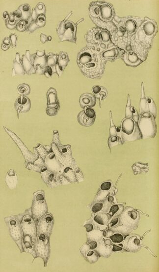 Polyzoa IV by Frederick McCoy