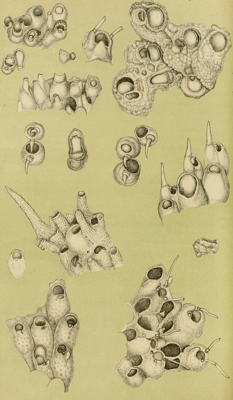 Polyzoa IV by Frederick McCoy