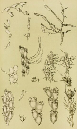 Polyzoa XI by Frederick McCoy