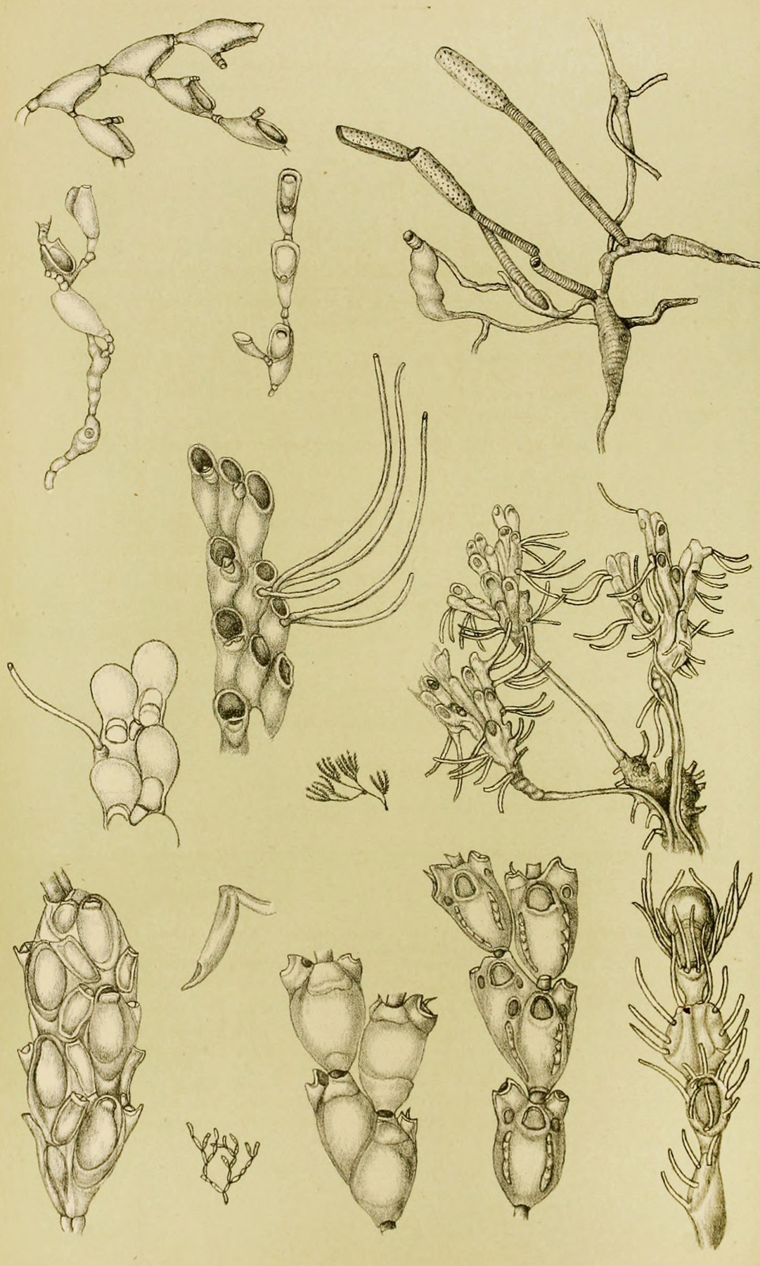 Polyzoa XI by Frederick McCoy