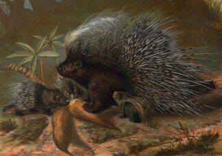 Porcupine. by John George Wood