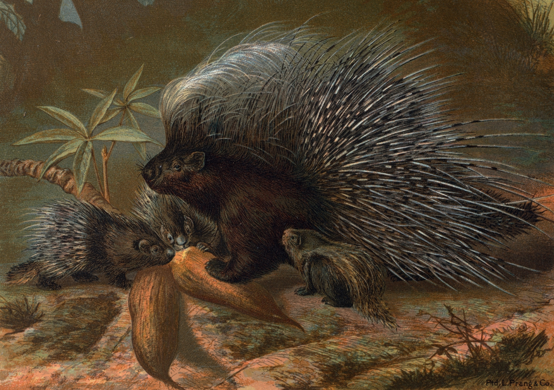 Porcupine. by John George Wood