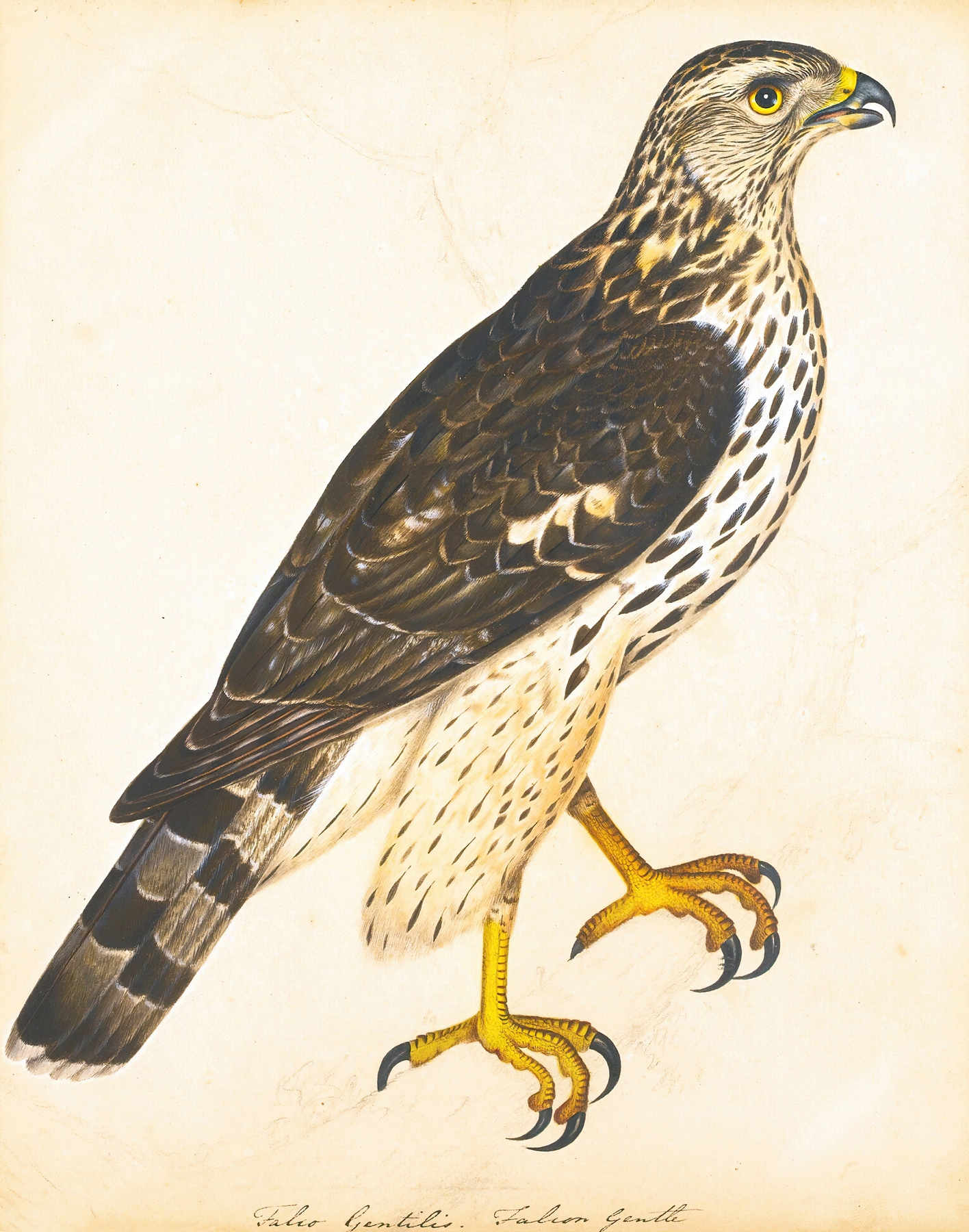 Portrait Of A Falcon Gentle by The Reverend Christopher Atkinson