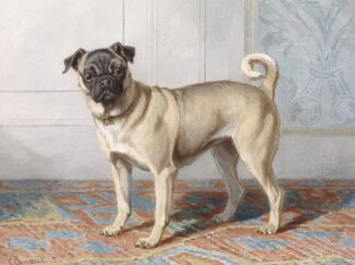 Portrait of Edwin vom Rath’s Pug by Conradijn Cunaeus