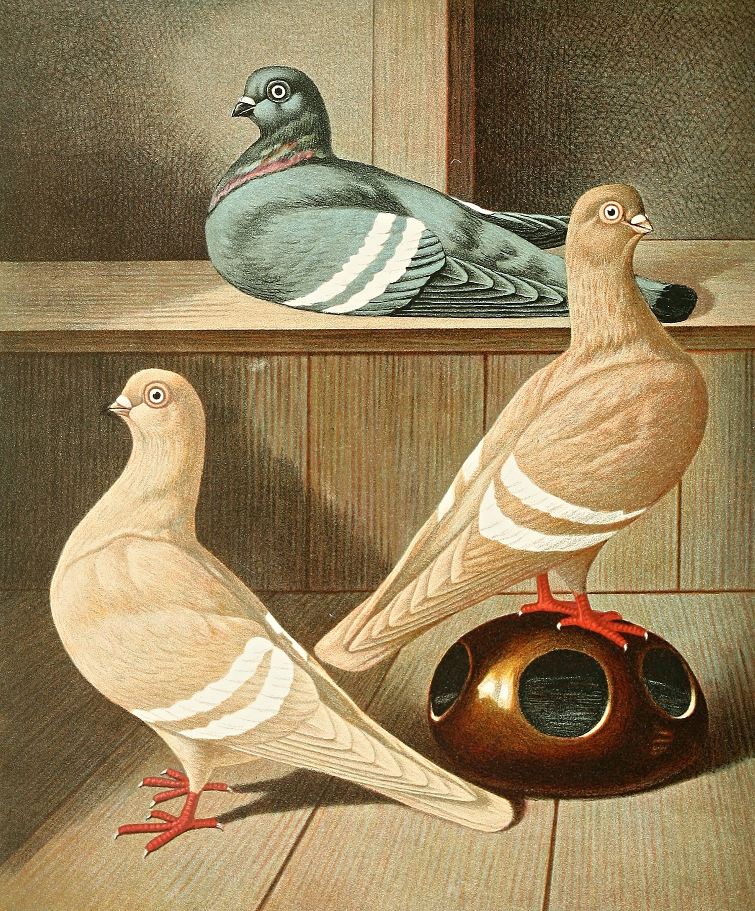 Praqer Weissbindige Tümmler by Gustav Prütz