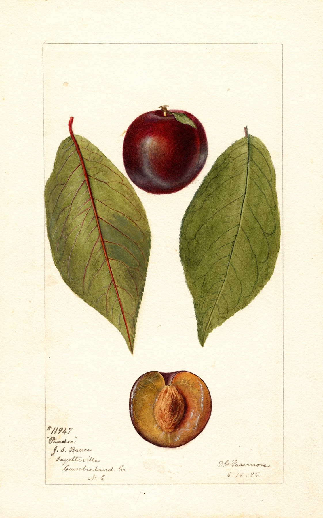 Prunus domestica: Pander by Deborah Griscom Passmore