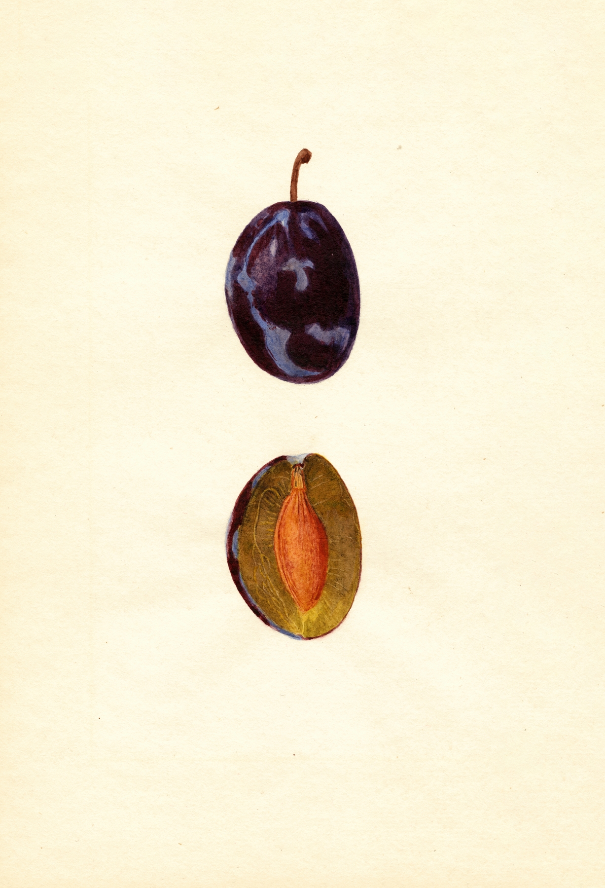 Prunus domestica: Stanley by Anonymous