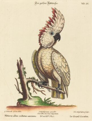 Psittacus albus cristatus maximus by Johann Sebastian Leitner