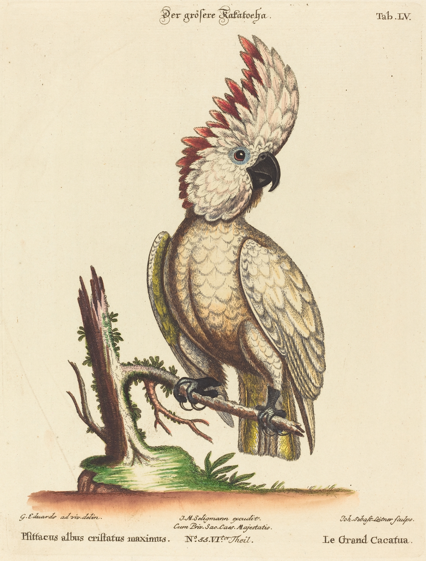Psittacus albus cristatus maximus by Johann Sebastian Leitner