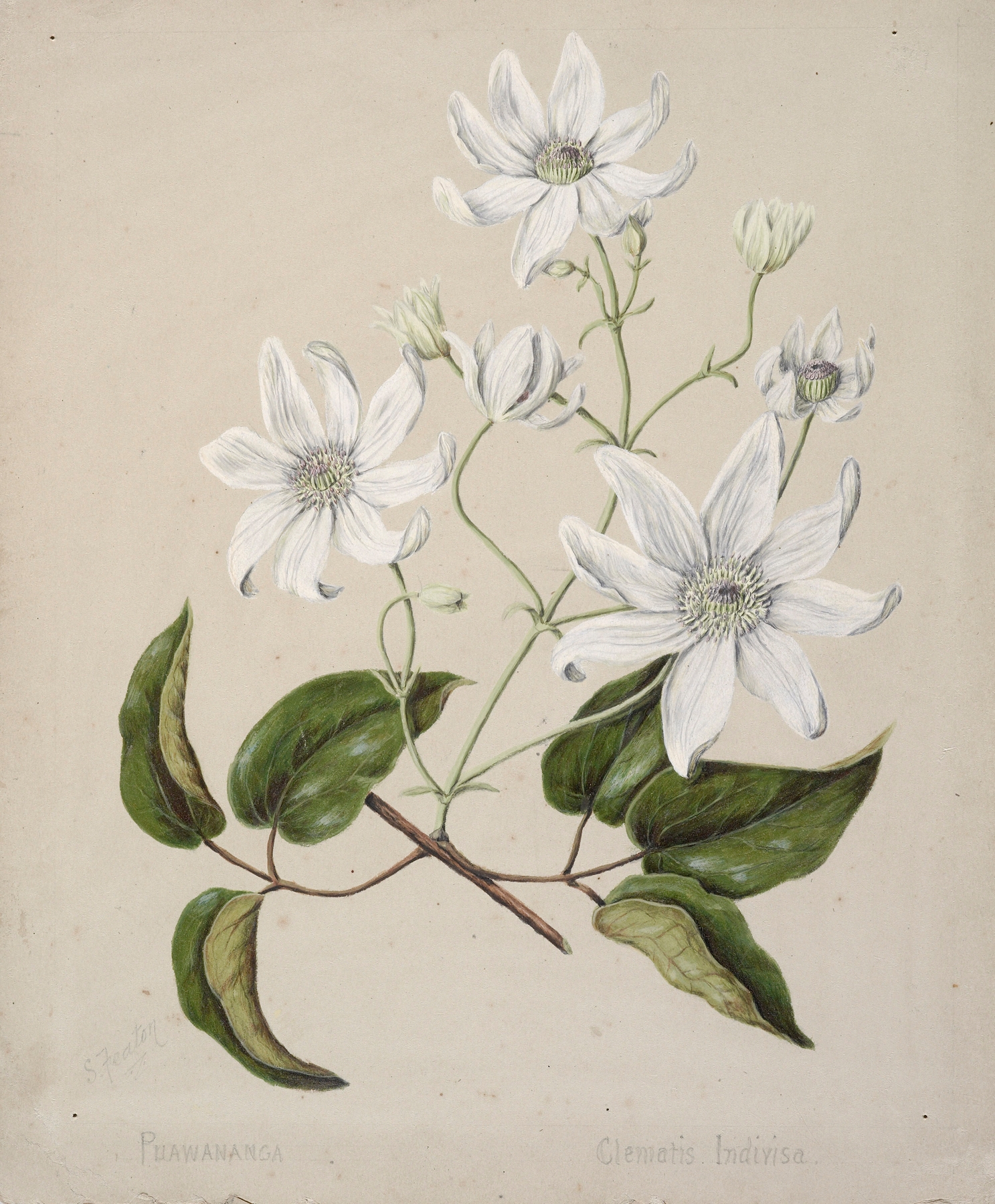 Puawananga – Clematis indivisa by Sarah Featon