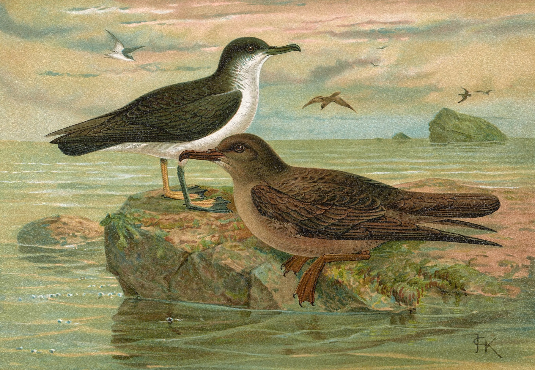 Puffinus puffinus by Johann Friedrich Naumann