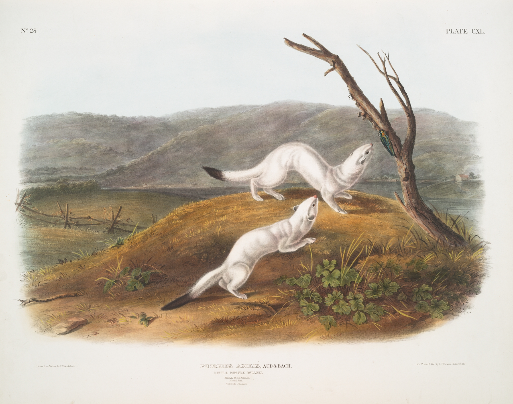 Putorius agilis, Little Nimble Weasel. Male & female. Natural size. Winter pelage. by John Woodhouse Audubon