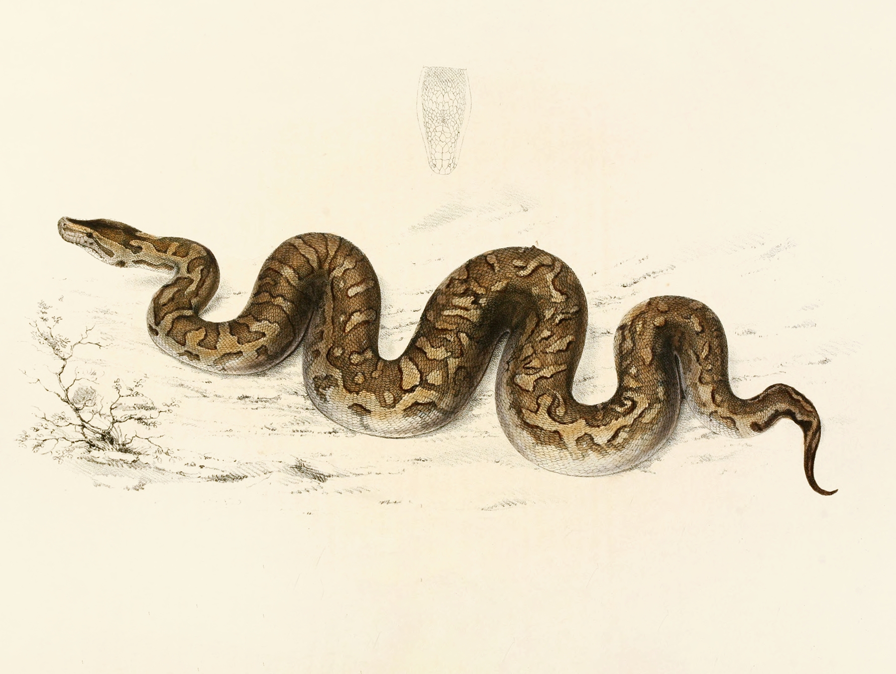 Python Natalensis by Sir Andrew Smith