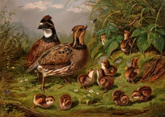 Quail by Arthur Fitzwilliam Tait