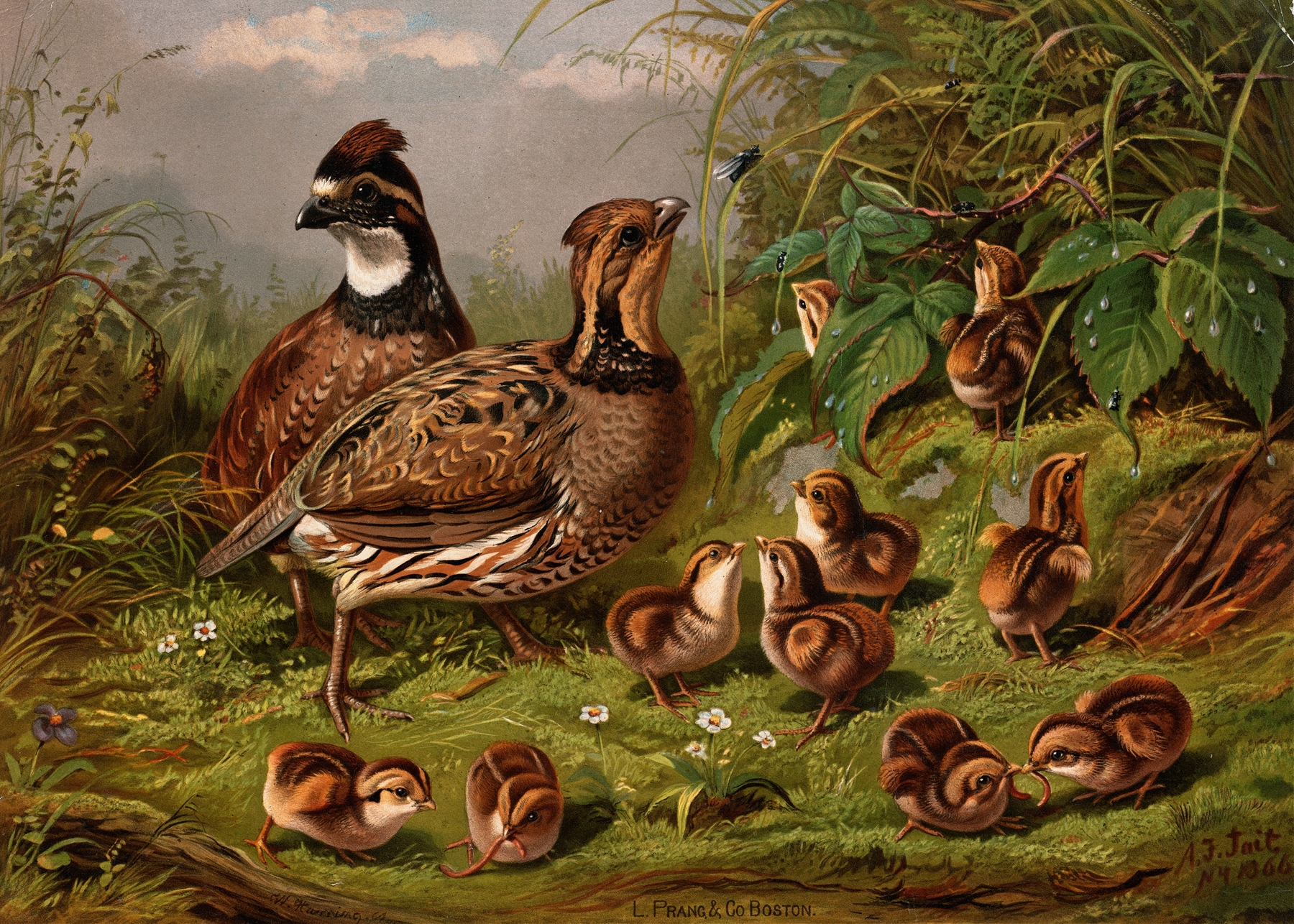 Quail by Arthur Fitzwilliam Tait