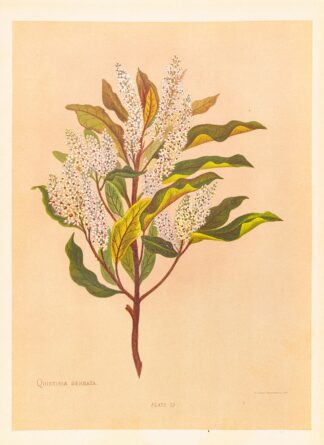 Quintinia Serrata by Georgina Burne Hetley