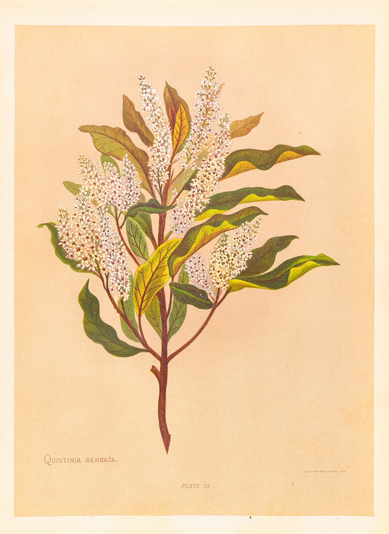 Quintinia Serrata by Georgina Burne Hetley