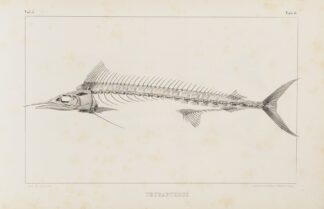 Recherches sur les poissons fossiles Pl.006 by Louis Agassiz