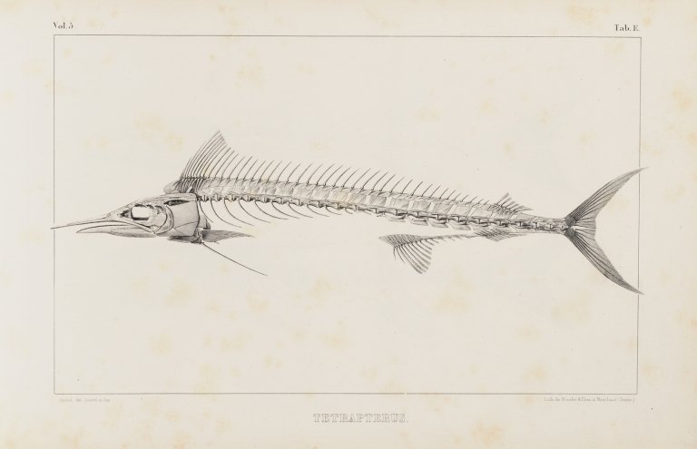Recherches sur les poissons fossiles Pl.006 by Louis Agassiz