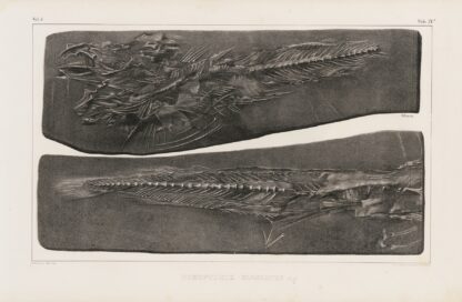 Recherches sur les poissons fossiles Pl.036 by Louis Agassiz