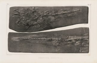 Recherches sur les poissons fossiles Pl.036 by Louis Agassiz